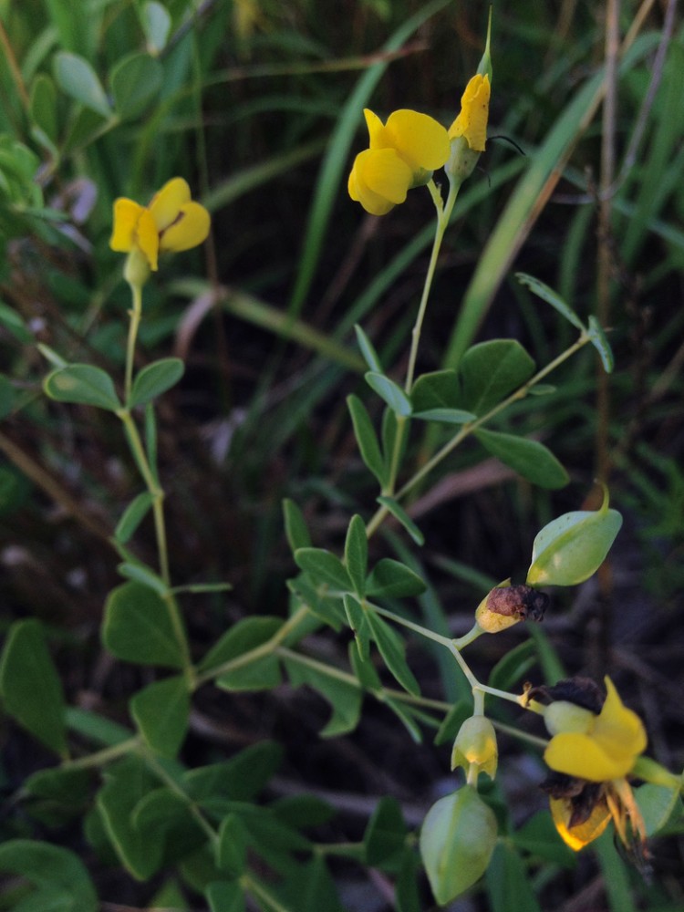 yellow_wild_indigo
